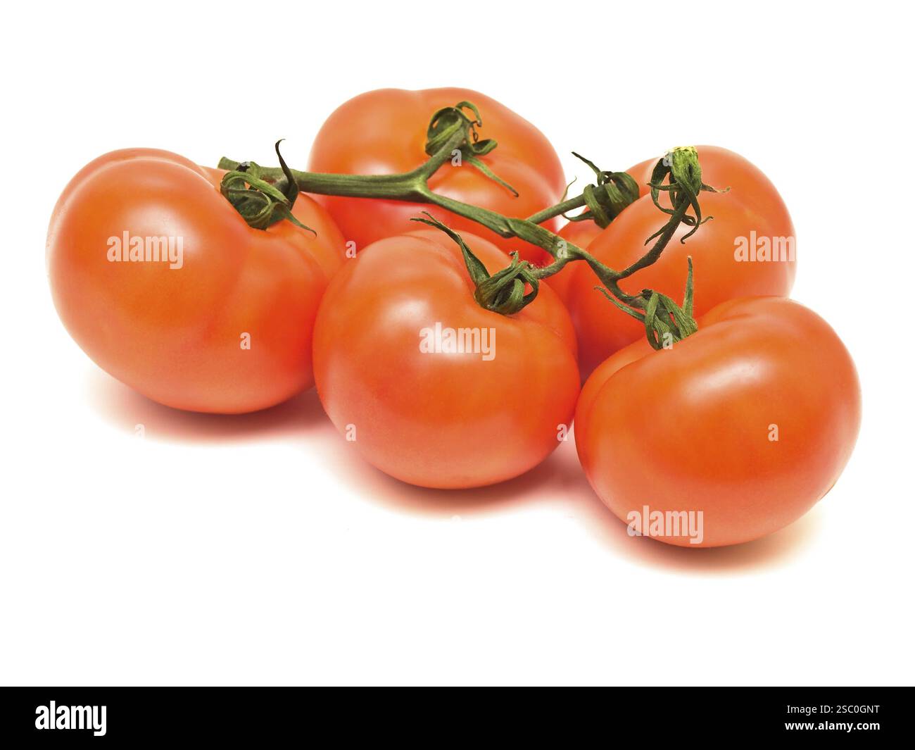 Rote Tomaten vor weißem Hintergrund Stockfoto
