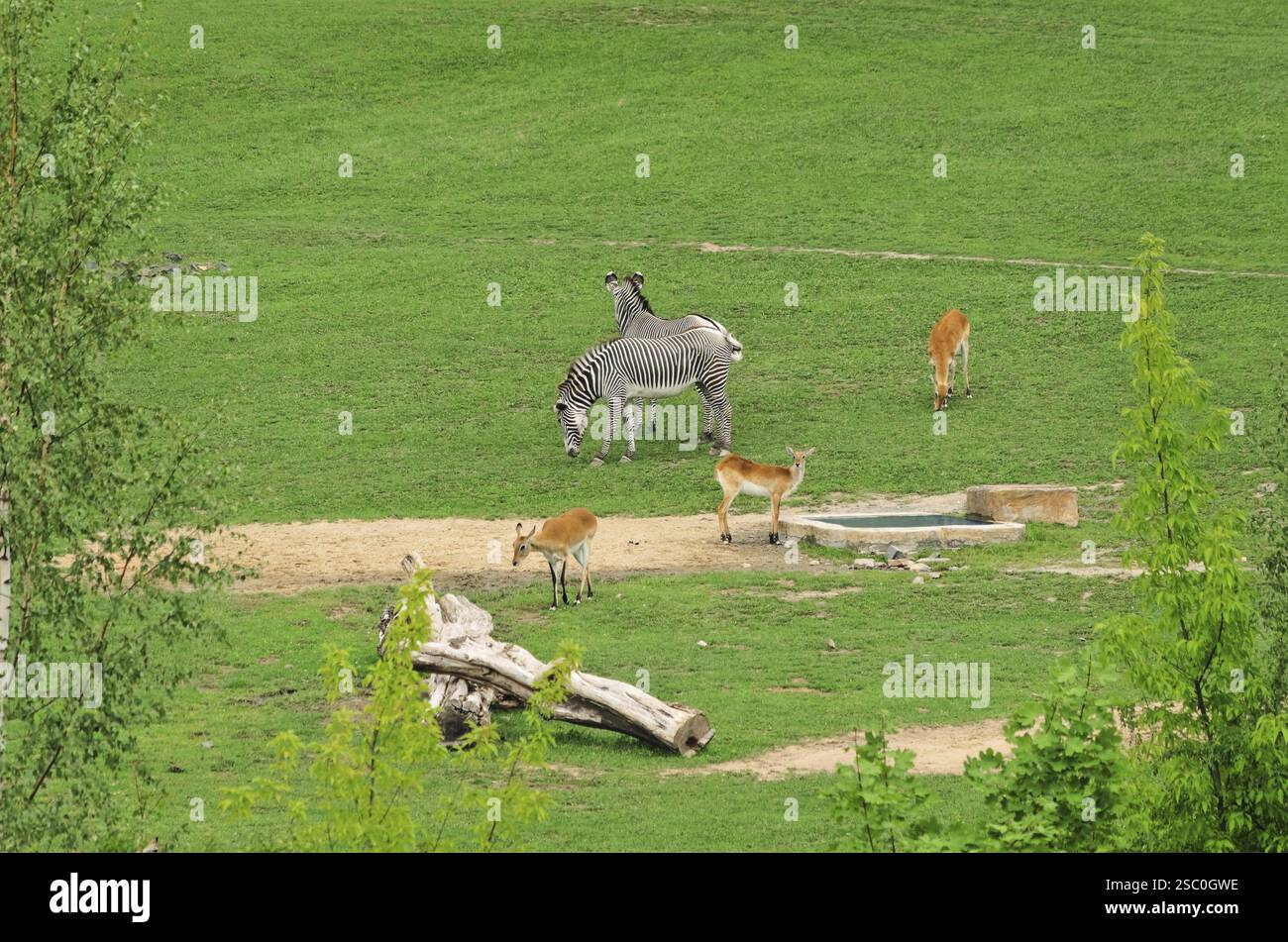 Gruppe Von Hufsäugetieren Über Die Natur Stockfoto