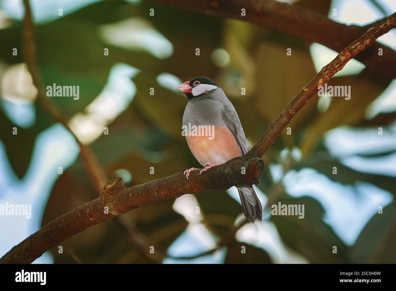 Java Sparrow (Lonchura Oryzivora) thront auf der Niederlassung Wien, Österreich, Europa Stockfoto