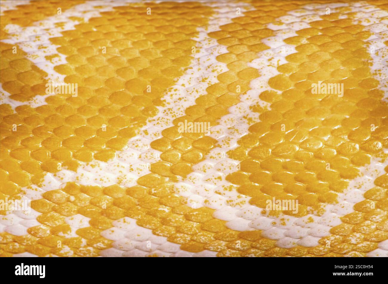 Gelber Pythonhauthintergrund Daugavpils, Lettland, Europa Stockfoto