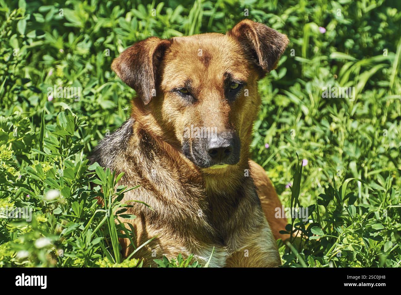 Porträt von Straßenhund im Gras Varna, Bulgarien, Europa Stockfoto