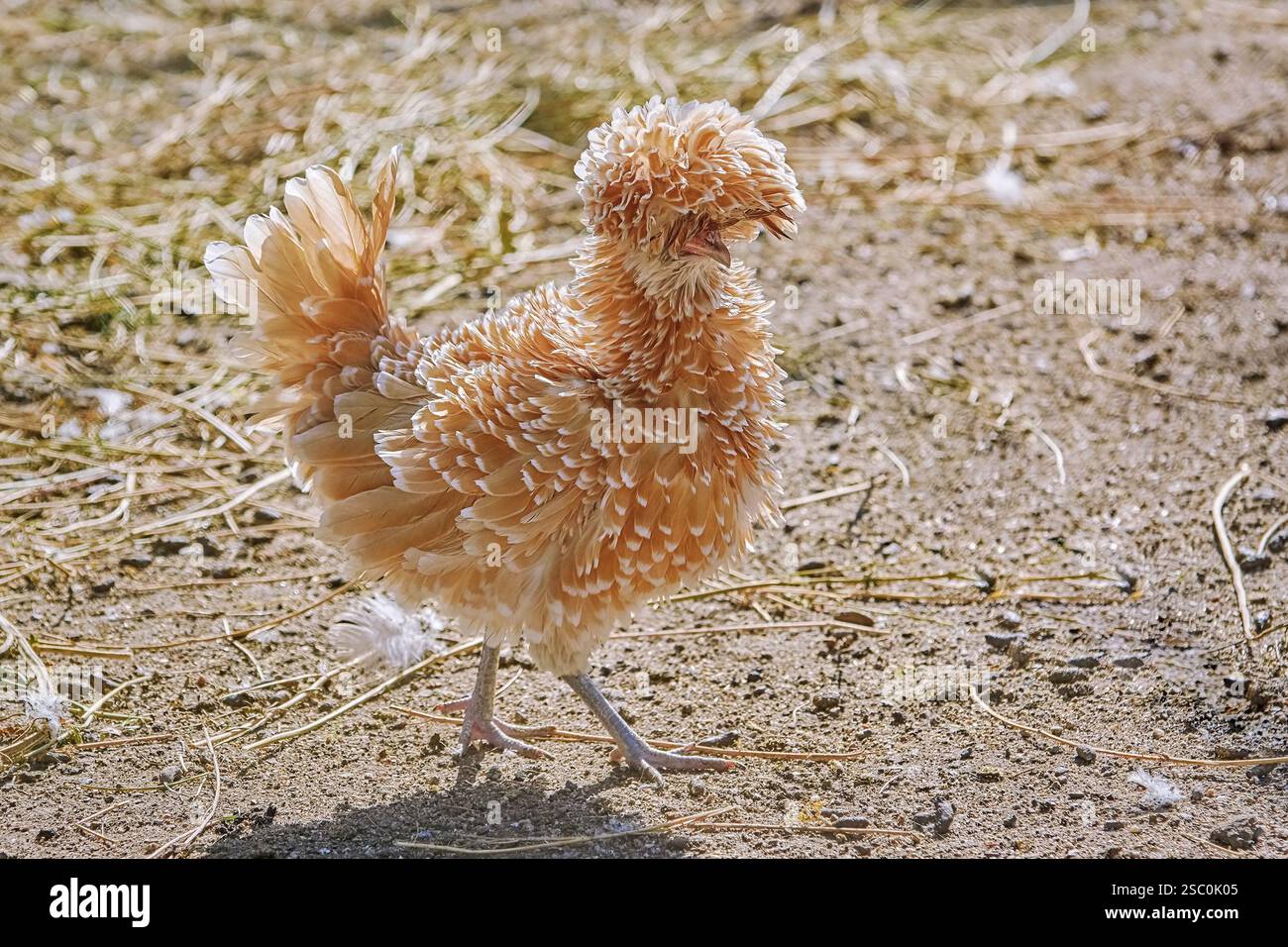 Polnisches Frizzle Bantam Huhn im Yard Burgas, Bulgarien, Europa Stockfoto