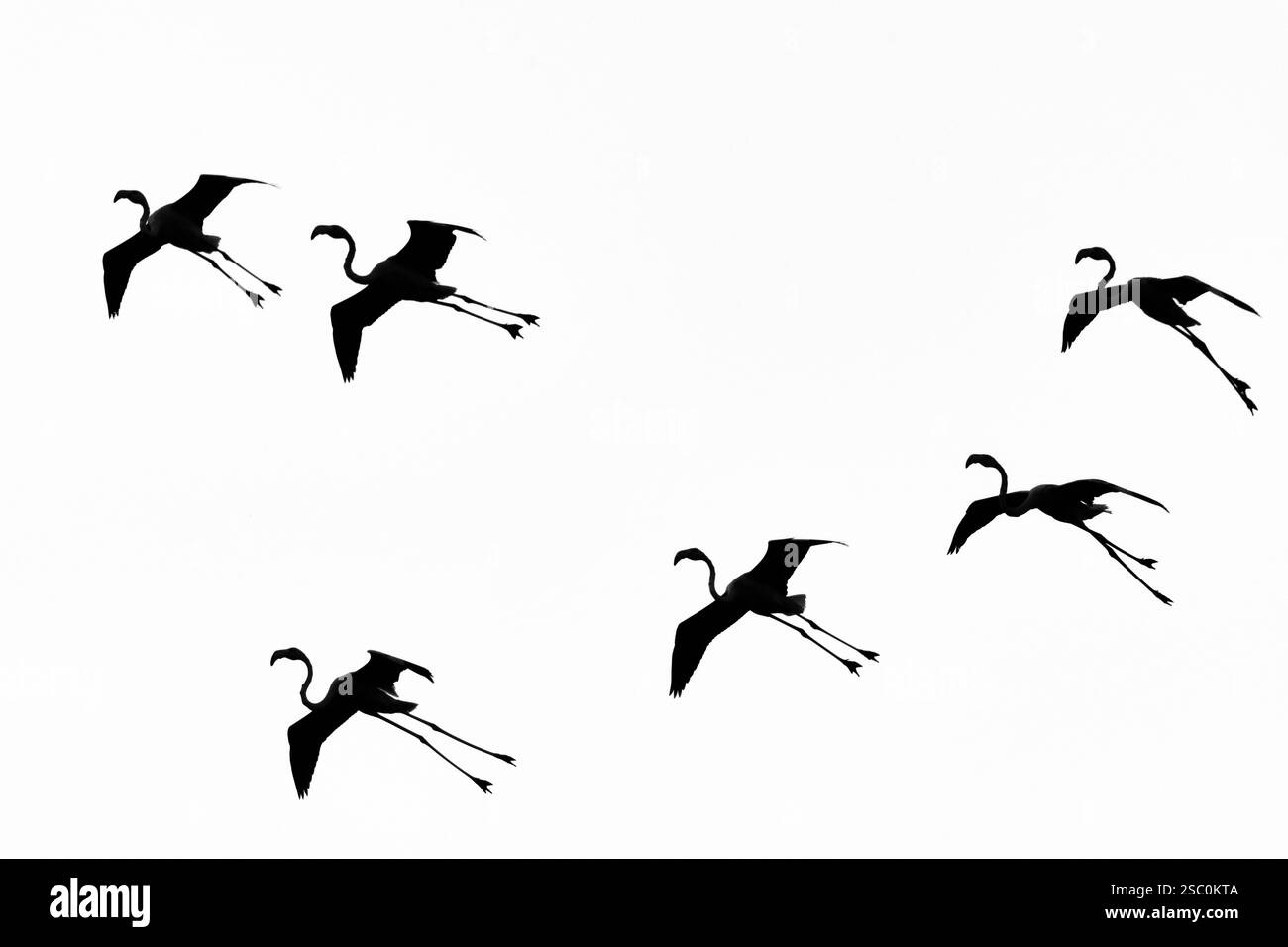 18. Januar 2025, Ujjani Dam. Bhigwan Bird Sanctuary, Bootstouren im Bhigwan Bird Sanctuary, Bhigwan. Maharashtra, Indien Stockfoto