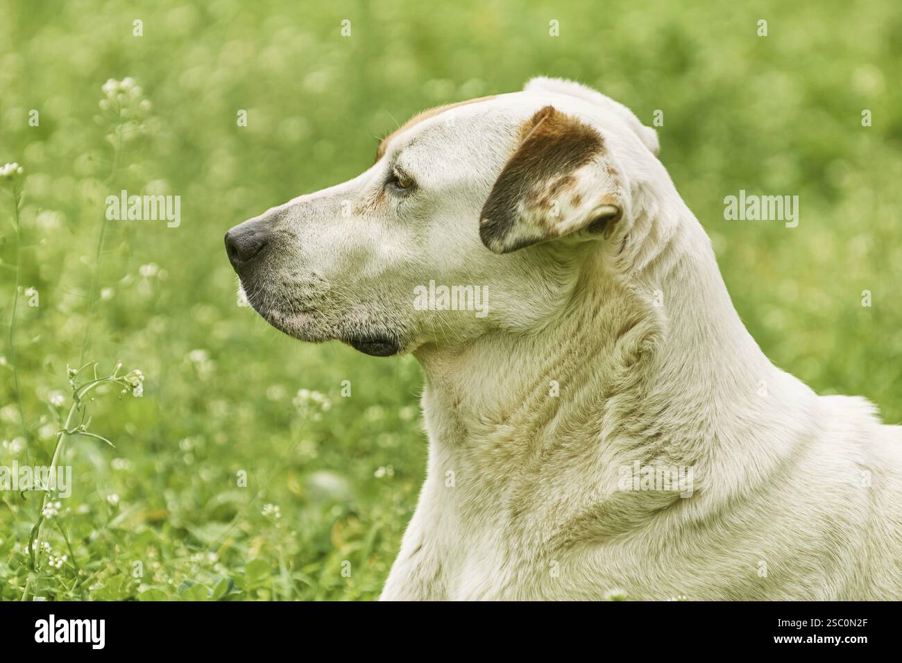 Porträt von Mongrel Dog vor dem Grashintergrund Varna, Bulgarien, Europa Stockfoto