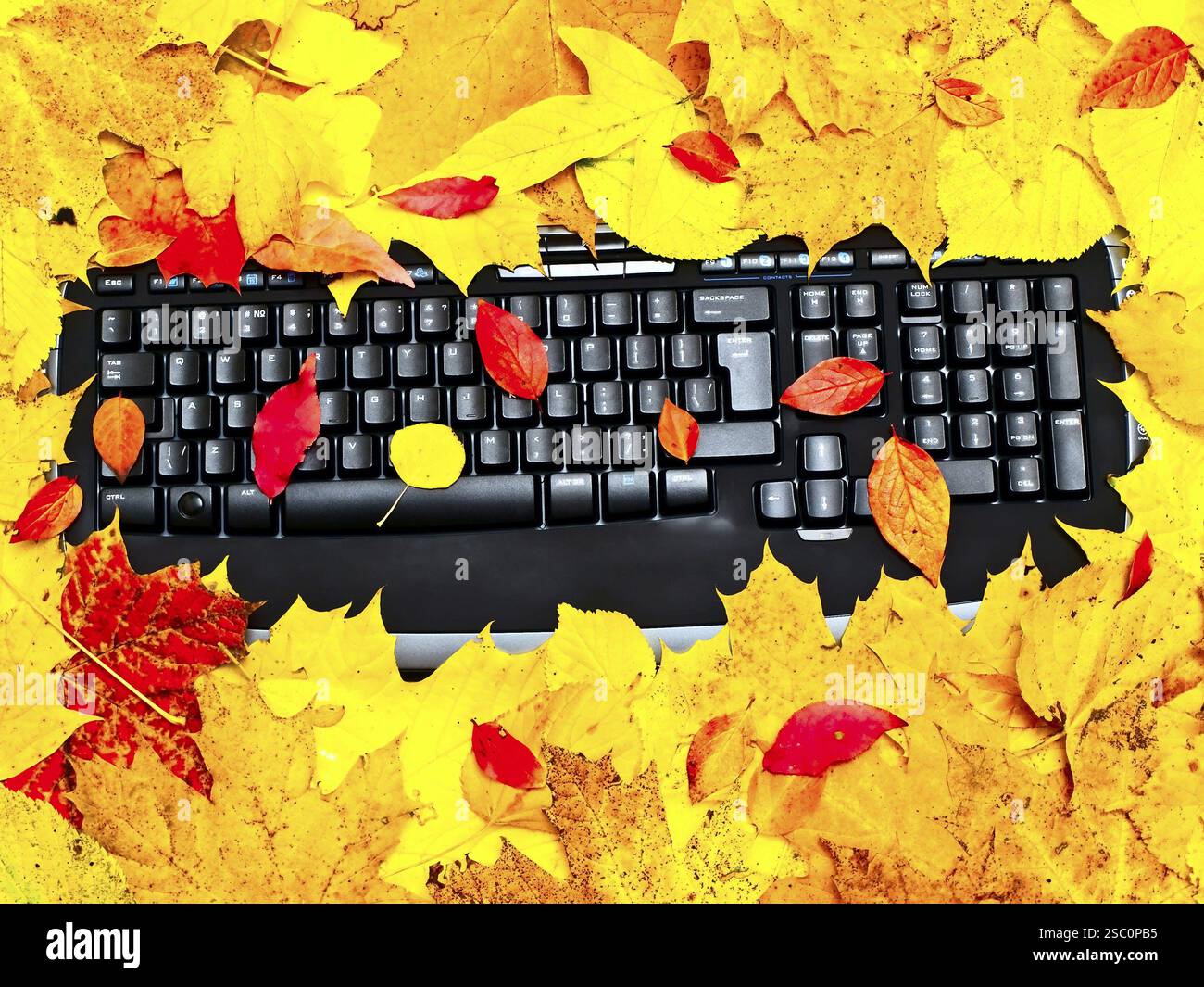 Schwarze Tastatur an den bunten Herbstblättern Stockfoto