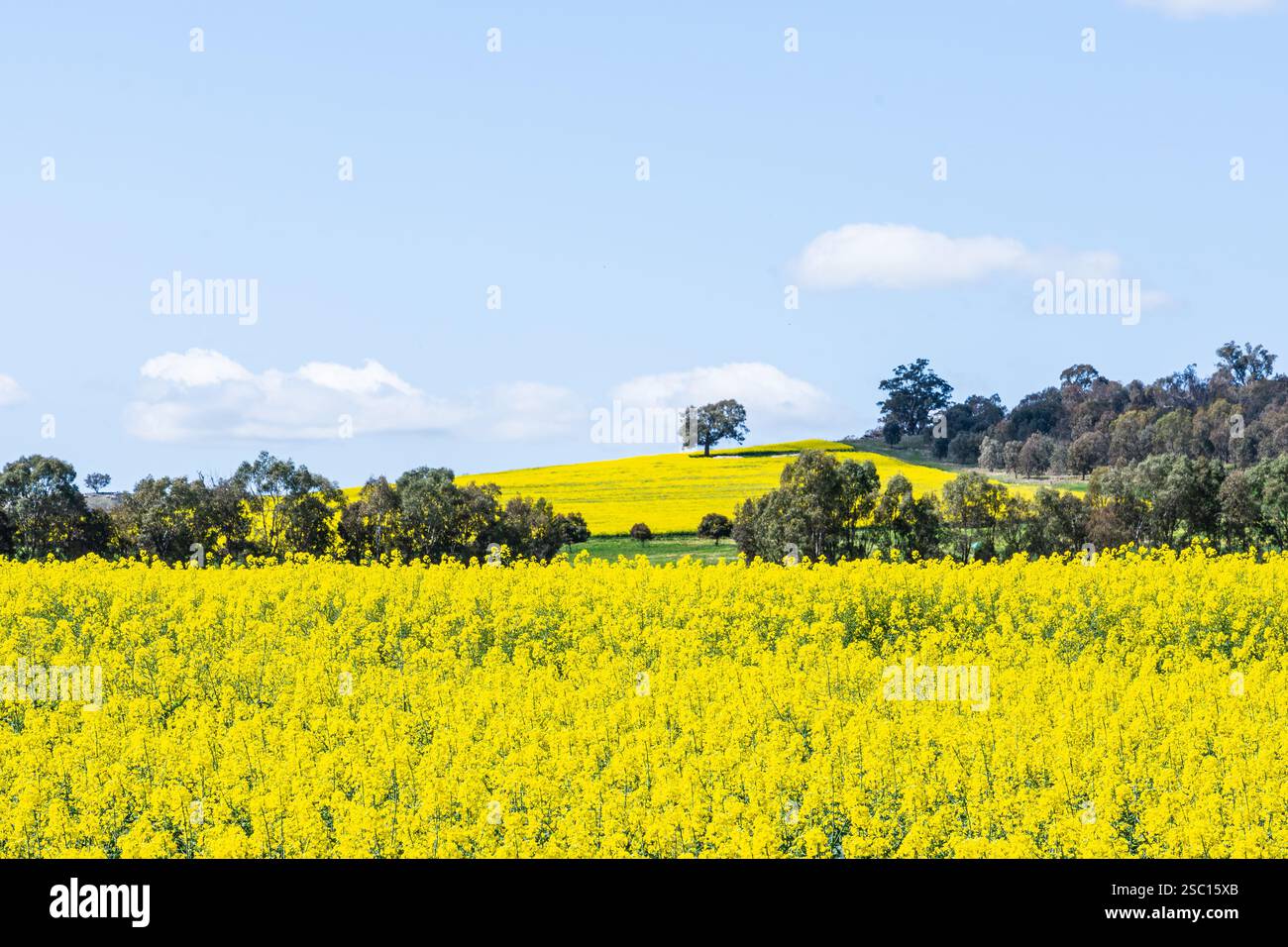 Ein gelber Spritzer, der sich so weit das Auge reicht, entsteht durch blühende Rapskulturen. Stockfoto