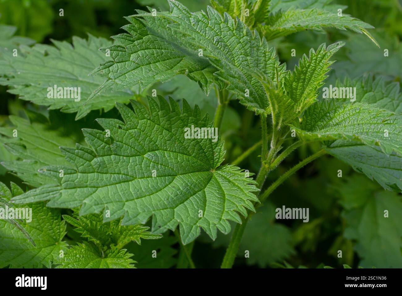 Urtica dioica oder Brennnessel im Garten. Stachelnessel, eine Heilpflanze, die als blutende, diuretische, antipyretische, Wundheilung verwendet wird, Stockfoto