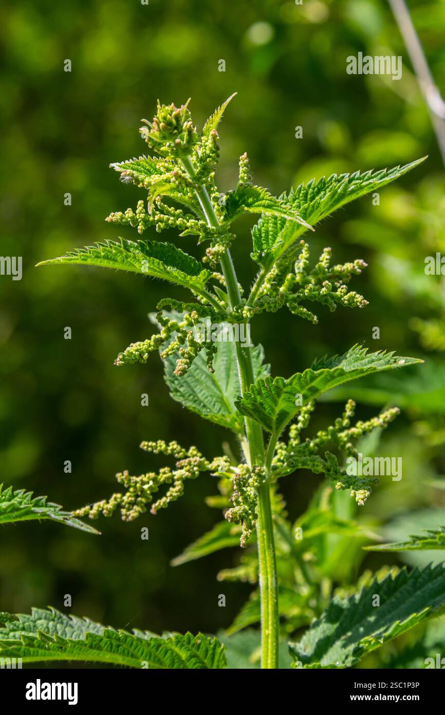 Urtica dioica oder Brennnessel im Garten. Stachelnessel, eine Heilpflanze, die als blutende, diuretische, antipyretische, Wundheilung verwendet wird, Stockfoto