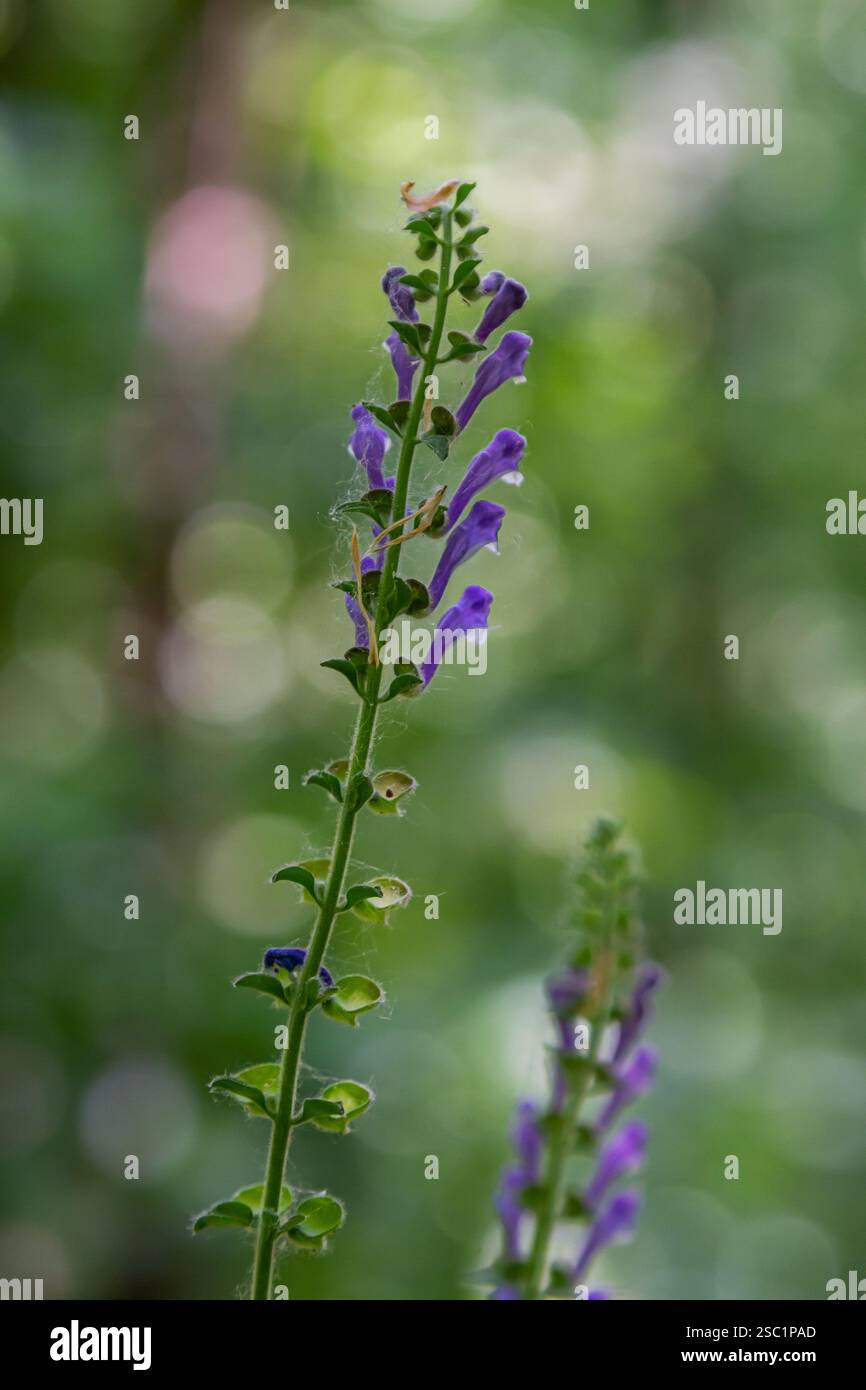 Scutellaria altissima oder hohe Schädelkapsel-blaue snapdrachen-ähnliche Blüten mit Grün. Stockfoto