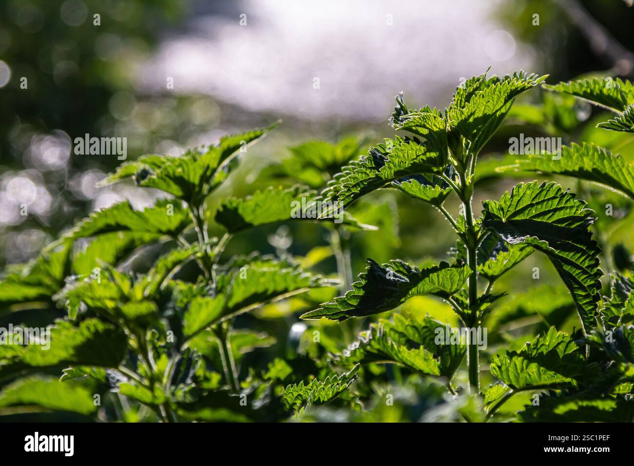 Urtica dioica oder Brennnessel im Garten. Stachelnessel, eine Heilpflanze, die als blutende, diuretische, antipyretische, Wundheilung verwendet wird, Stockfoto