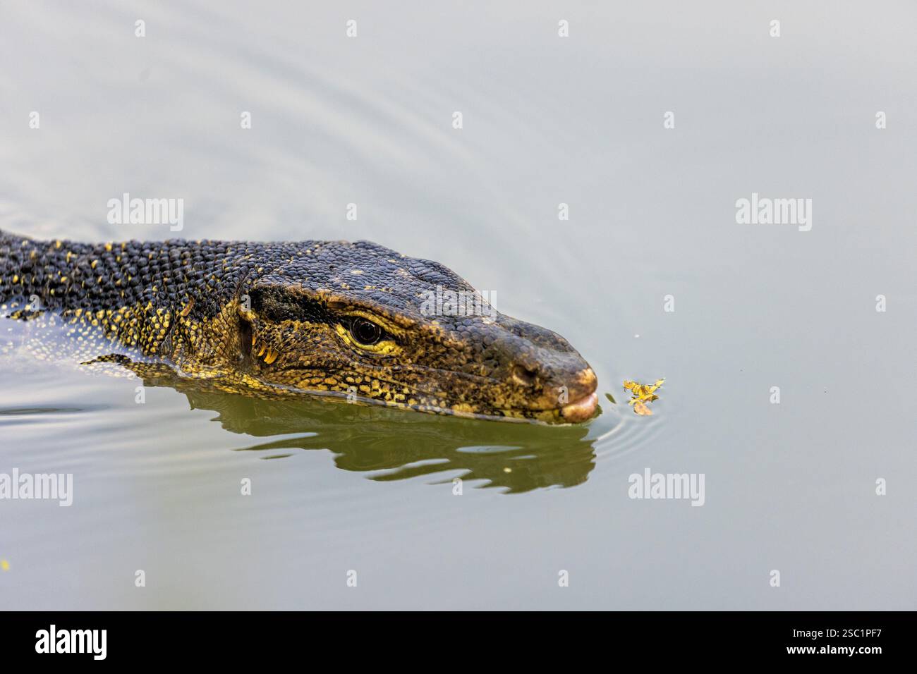 Wassermonitor schwimmt im See, Lumpini Park, Bangkok Stockfoto