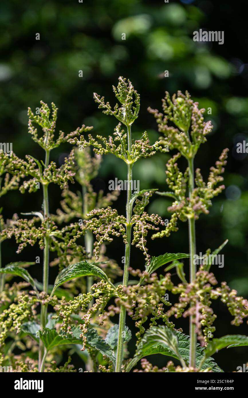 Urtica dioica oder Brennnessel im Garten. Stachelnessel, eine Heilpflanze, die als blutende, diuretische, antipyretische, Wundheilung verwendet wird, Stockfoto