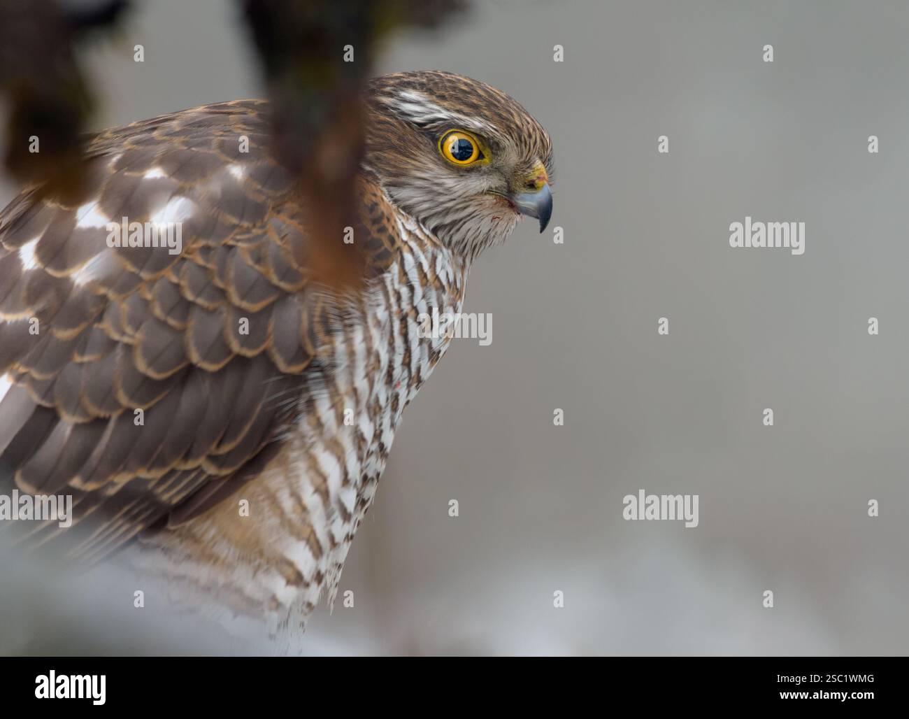 Nahporträt einer weiblichen eurasischen sparschnecke (Accipiter nisus), die im Hinterhalt für Spatzen sitzt Stockfoto