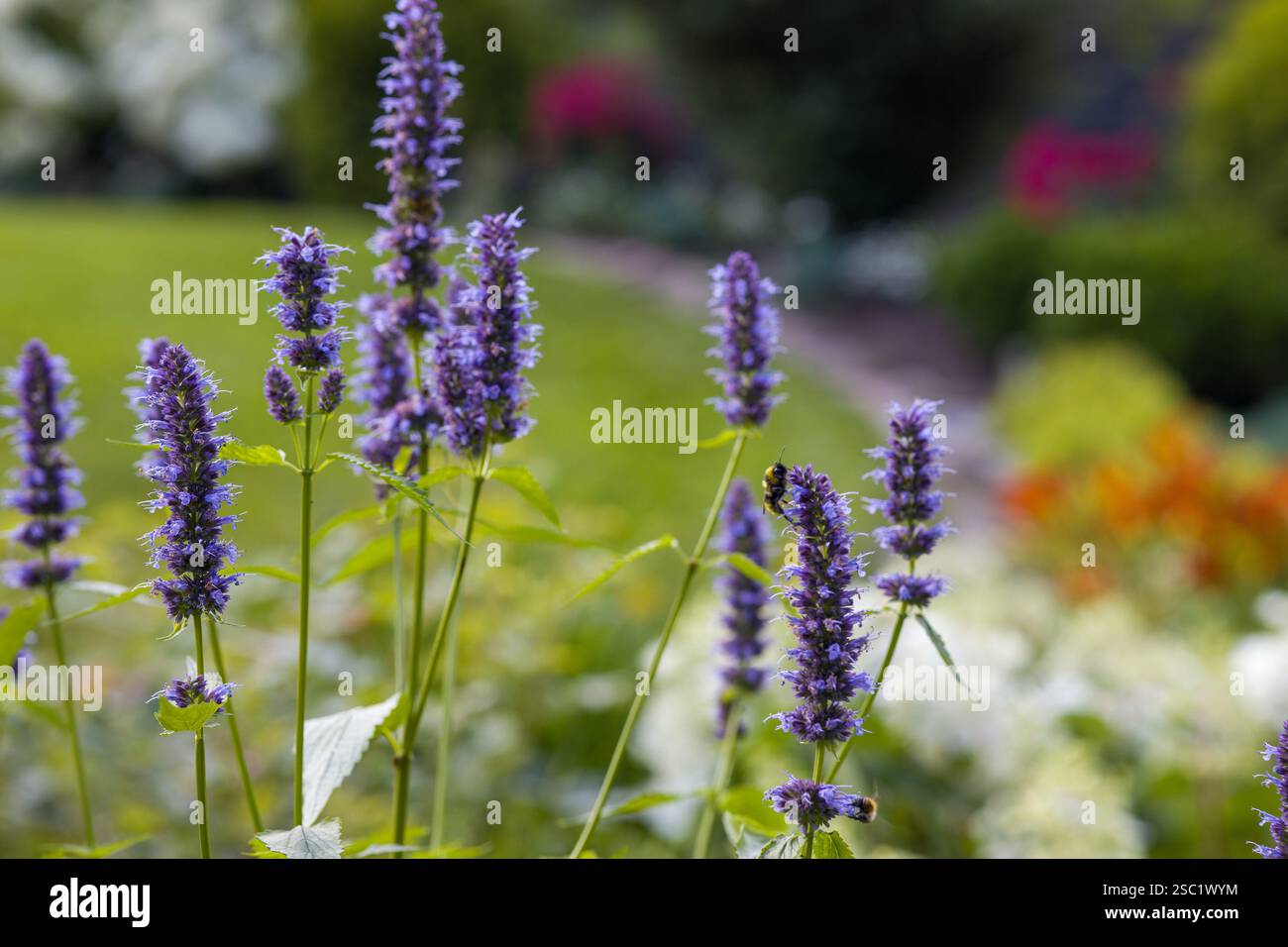Nahaufnahme von leuchtend violetten Agastache Hyssop Blüten. Detaillierte Ansicht ihrer einzigartigen Blumenspitzen. Verschwommener grüner Gartenhintergrund. Perfekt für die Natur, Stockfoto