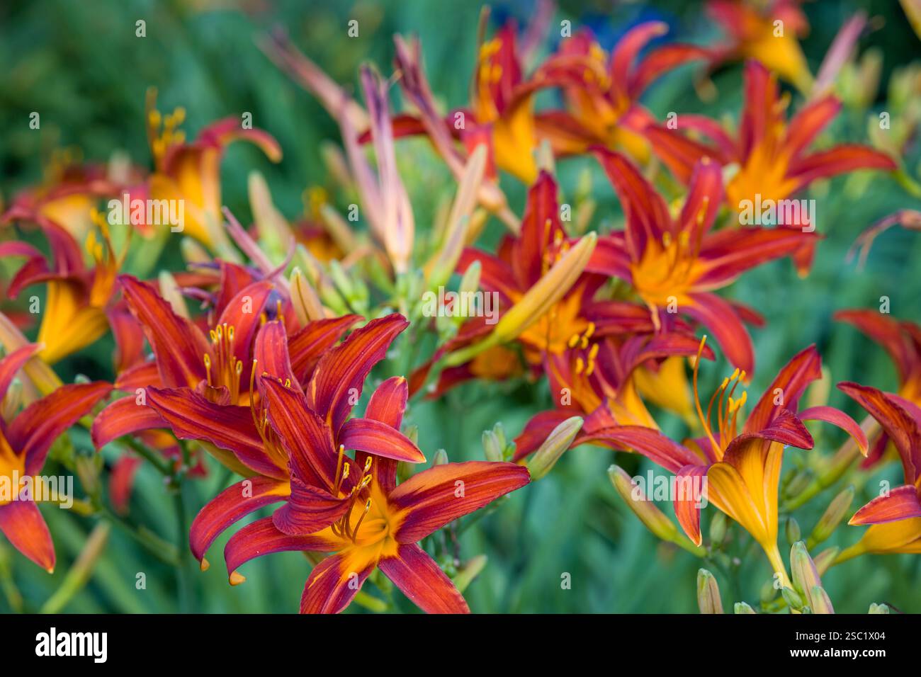 Nahaufnahme von leuchtenden orangen Taglilien Hemerocallis in Blüte. Detaillierte Ansicht ihrer trompetenförmigen Blüten und markanten Staubblätter. Perfekt für die Natur, g Stockfoto