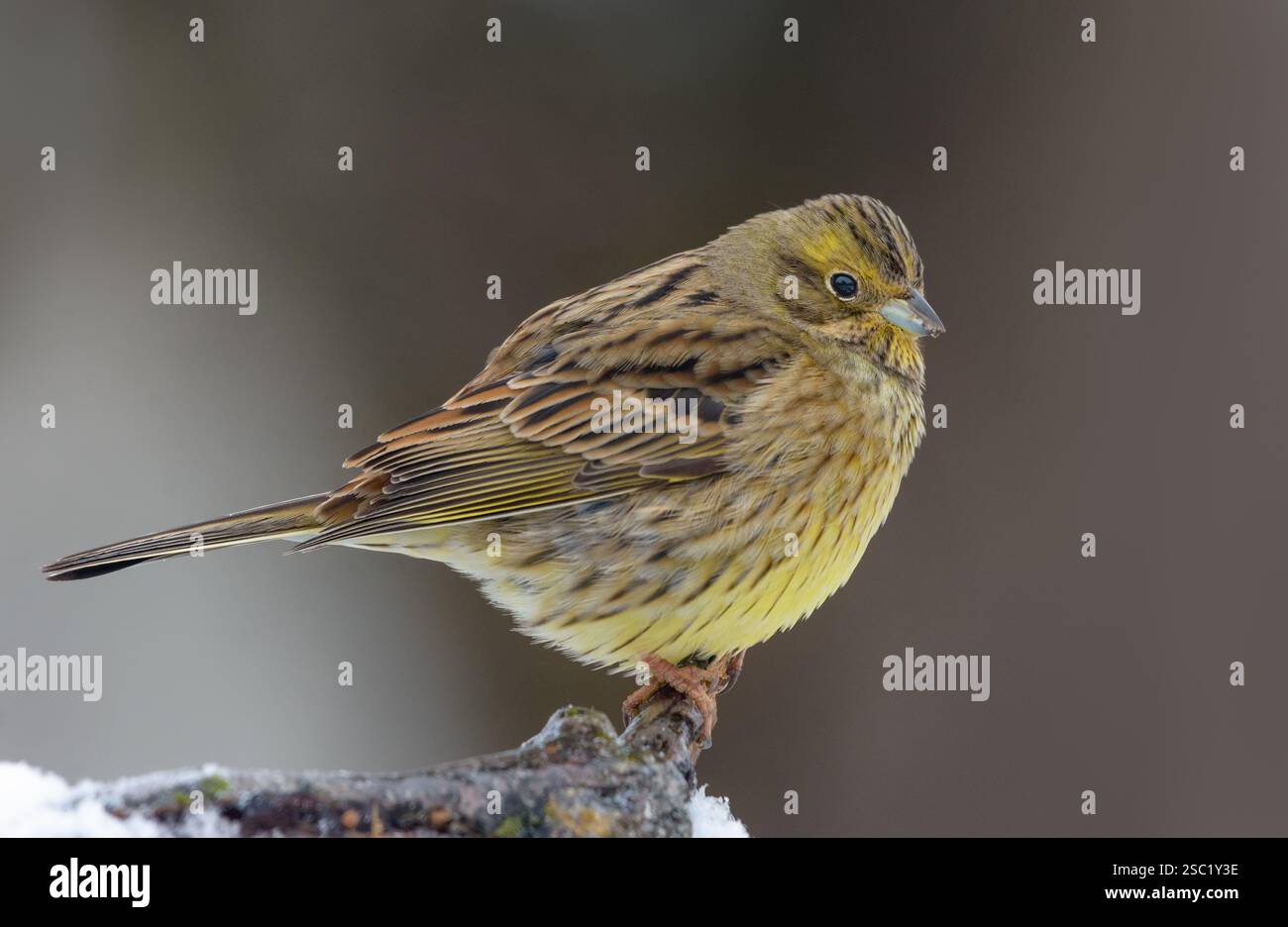 Weibliche Yellowhammer (Emberiza citrinella), die in der kalten Wintersaison auf einem kleinen Zweig thront Stockfoto
