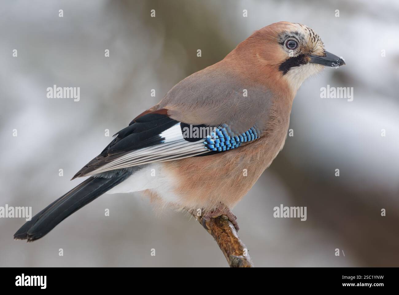 Großes Bild des eurasischen Jay (Garrulus glandarius), der in der kalten Wintersaison auf einem winzigen Zweig posiert Stockfoto