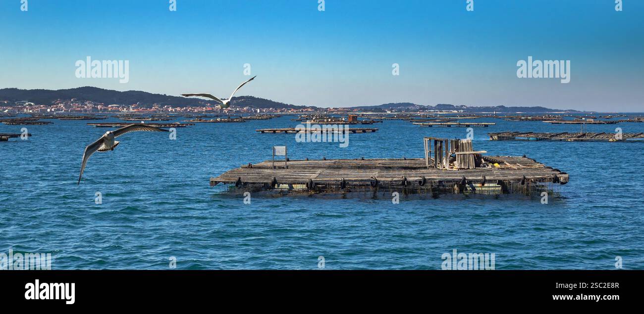 Muschelfischerei Rafts Batea, Muschelanbauplattform, Muschelfarmen Batea, Ria de Arousa, Arousa Mündung, Pontevedra, Galicien, Spanien, Europa Stockfoto