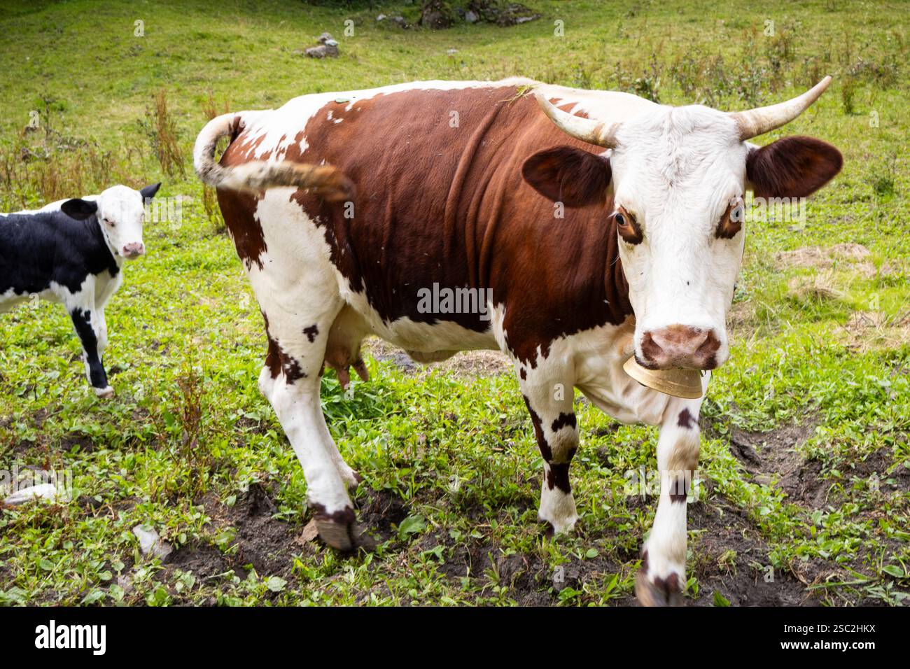 Eine braune und weiße Kuh steht schützend neben ihrem Kalb auf den malerischen Almwiesen von Alagna, Valsesia, Piemont, Italien und zeigt die Schönheit Stockfoto