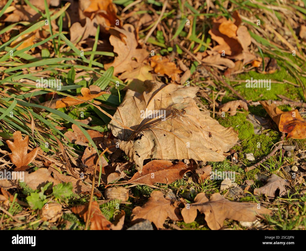Darterfly: Ein Meisterwerk der Evolution. Dieses Foto zeigt die komplizierten Augen und die zarten Flügel dieses faszinierenden Insekts. Stockfoto