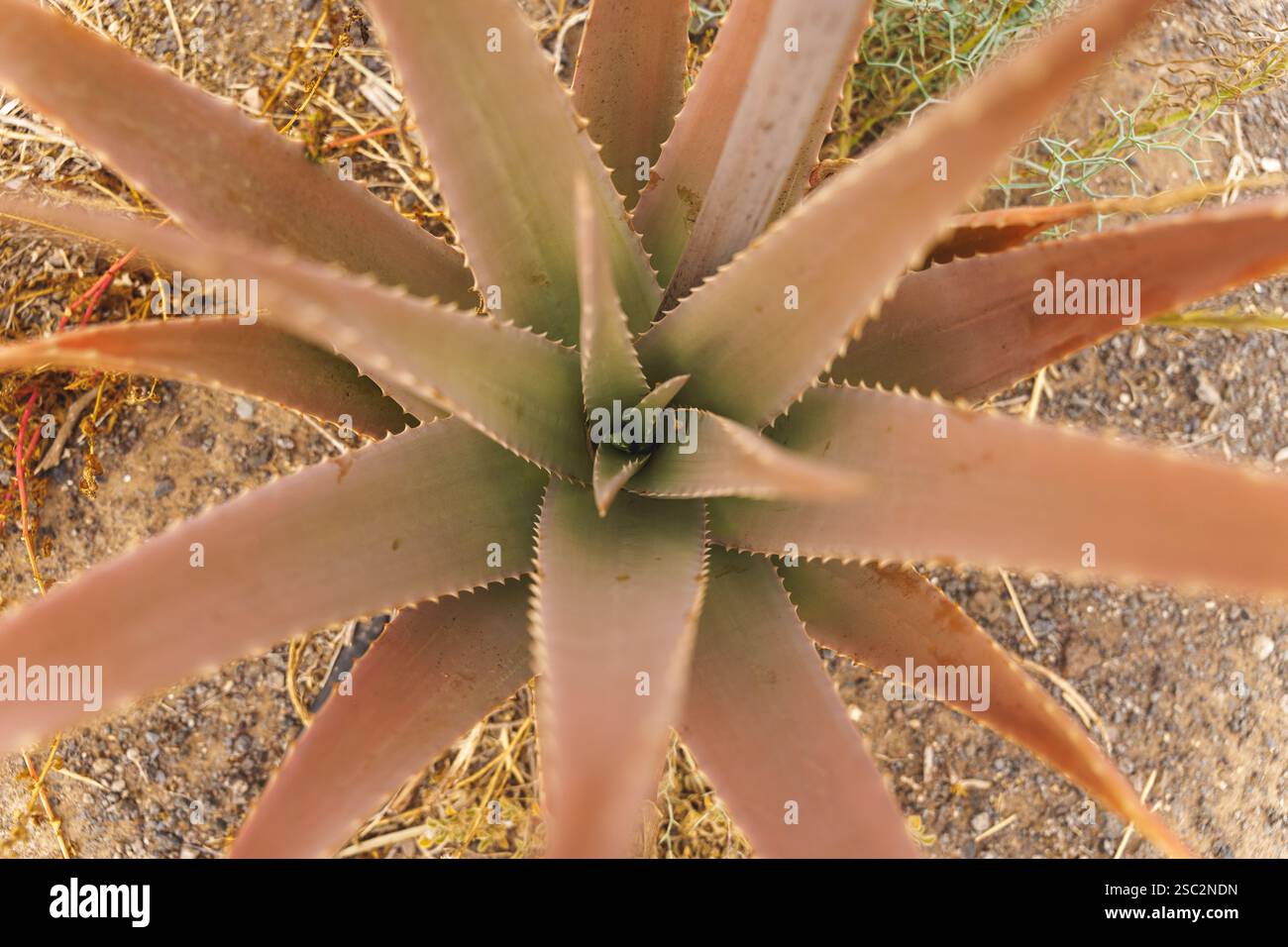 Ansicht von oben nach unten auf eine Aloe Vera Pflanze mit langen, gesprenkelten grünen Blättern, die nach außen strahlen. Hochwertige Fotos Stockfoto