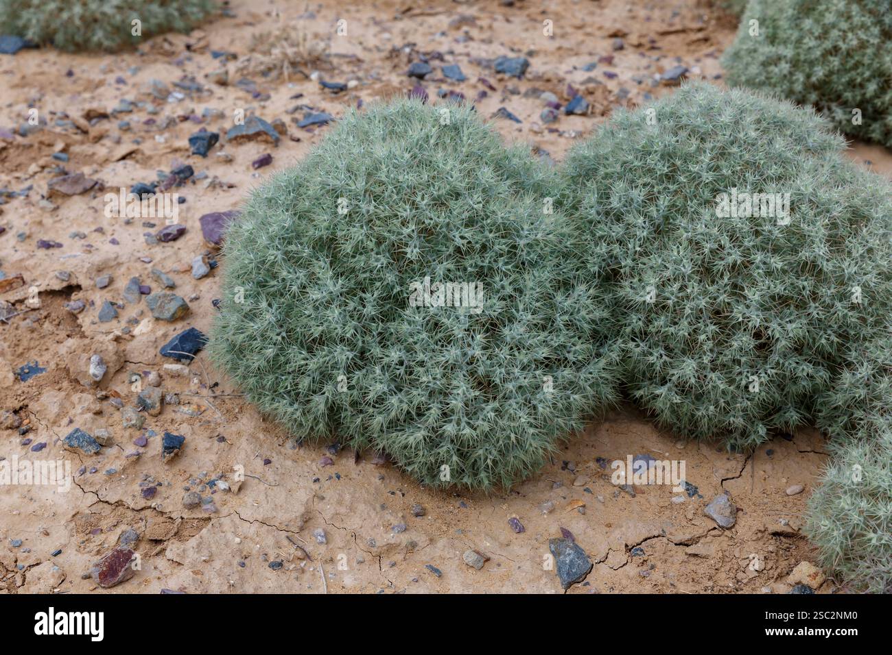 Üppige, grünliche Sträucher wachsen auf dem trockenen Boden der Wüstenregion Kasachstans, was die einzigartige Artenvielfalt der Gegend unterstreicht. Stockfoto
