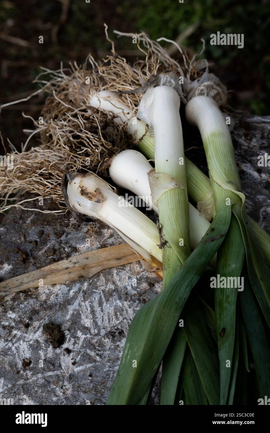 Frisch geernteter Lauch auf dem Boden Stockfoto