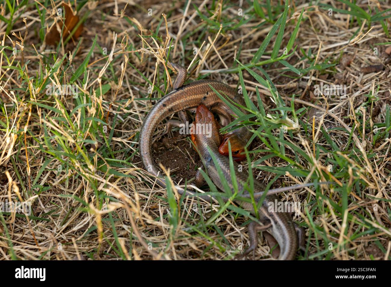 Nahaufnahme von zwei breitköpfigen Skink-Eidechsen (Plestiodon laticeps) von oben, die in einem Kampf um das Territorium eingeschlossen sind, indem sie sich gegenseitig beißen, bis einer gewinnt. Stockfoto