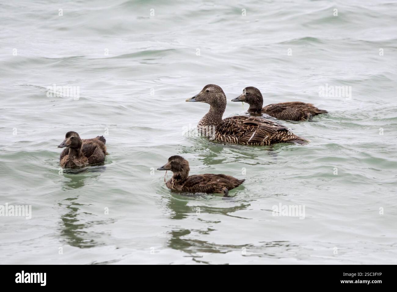 Weibliche Eiderente mit Jungen, Somateria mollissima, in der Bucht von Skaill, Orkney. Stockfoto