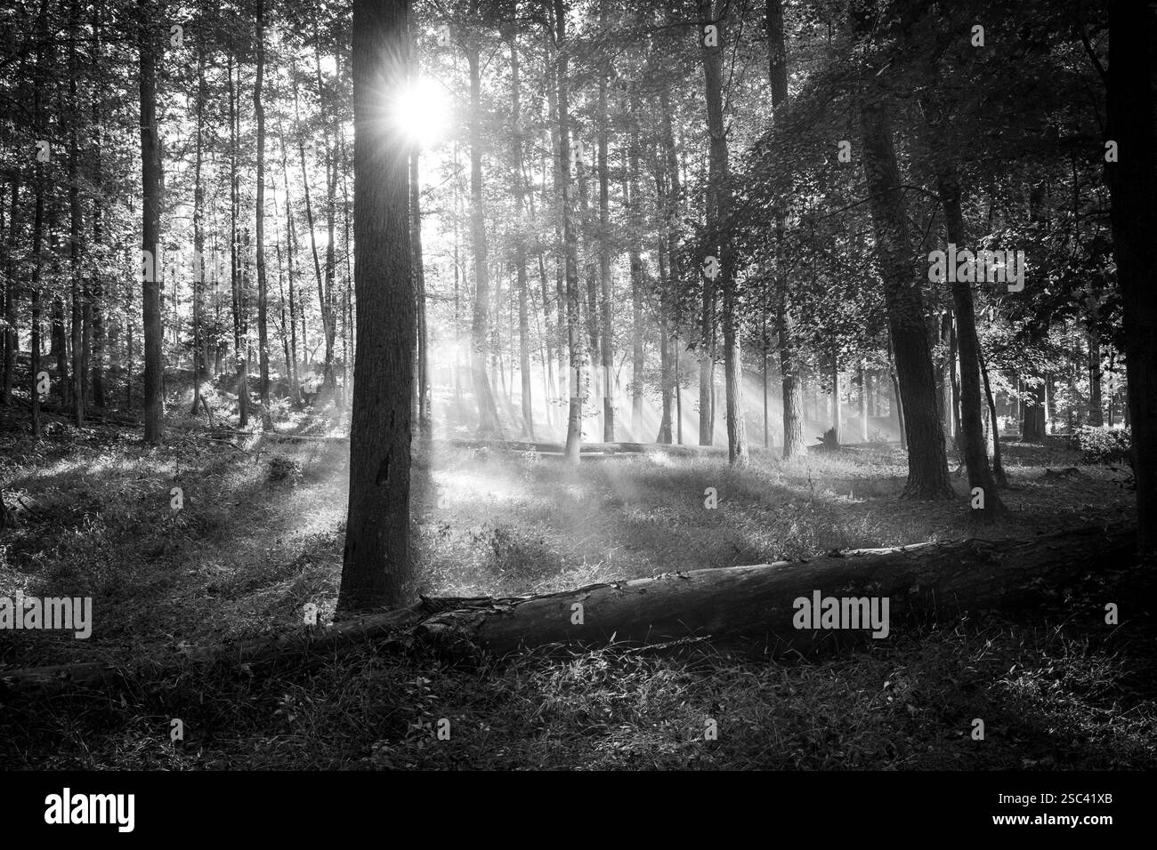 Schwarz-weiß-Landschaft in bewaldetem Gebiet mit schönem Licht und Nebel Stockfoto