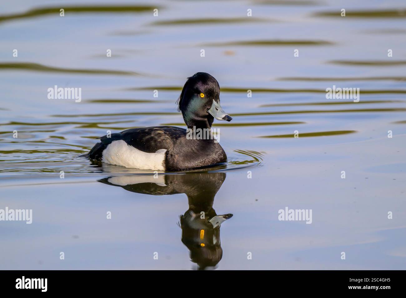 männliche Reiherenten Stockfoto