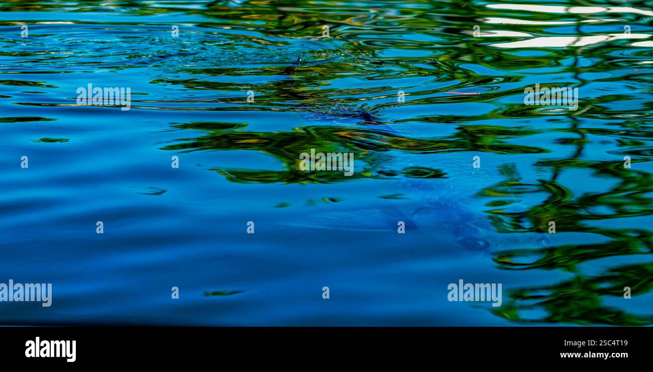 Ein abstraktes Foto eines Tarpons (Megalops atlanticus) direkt unter der Wasseroberfläche in einem Kanal in den Florida Keys, USA. Stockfoto