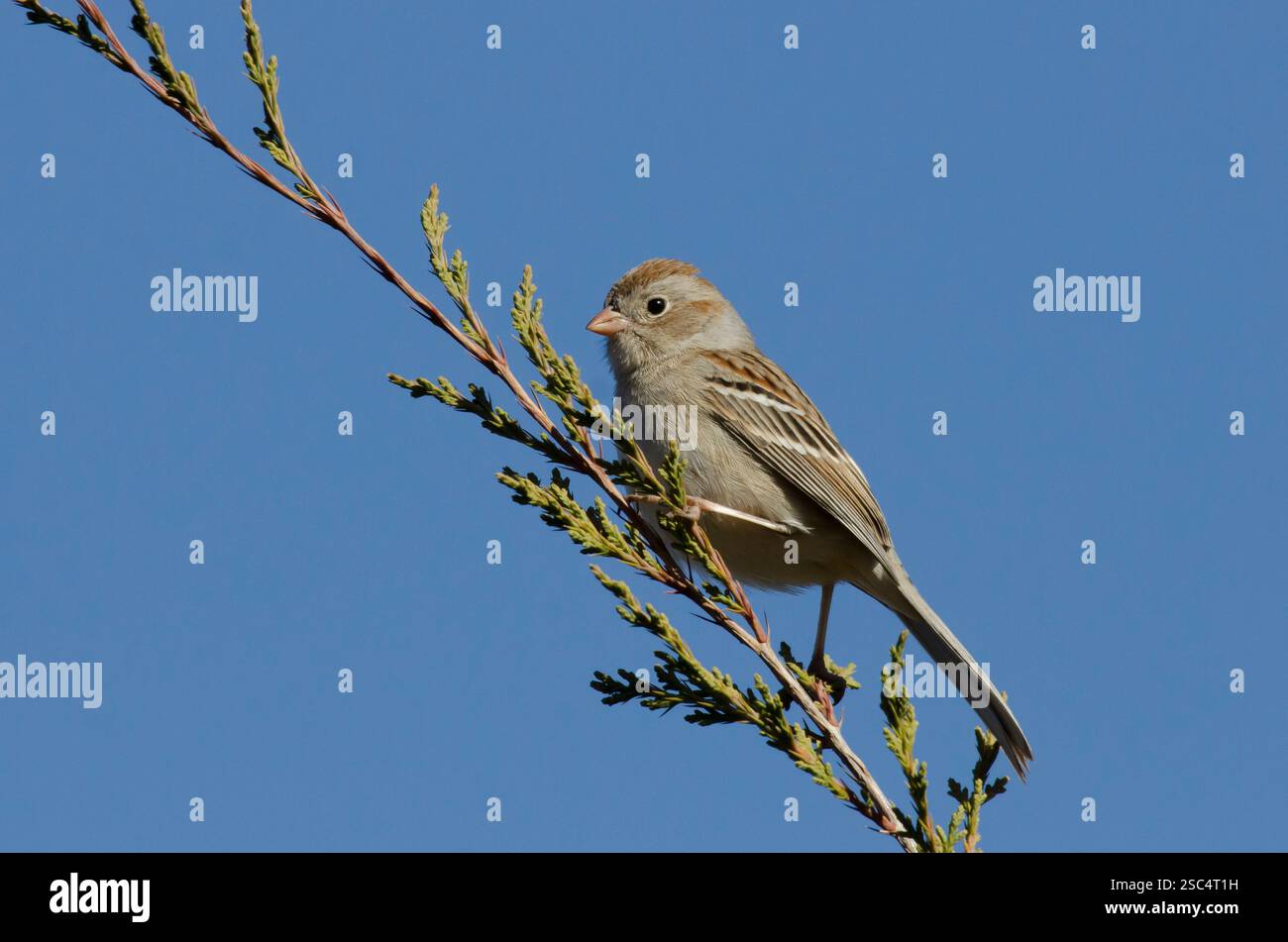 Feld-Spatz, Spizella pusilla Stockfoto