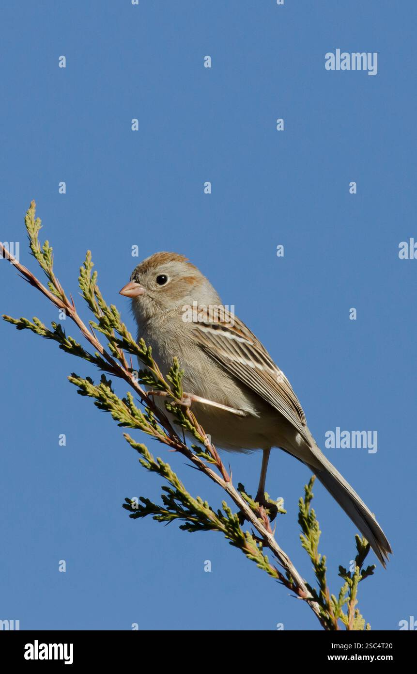 Feld-Spatz, Spizella pusilla Stockfoto