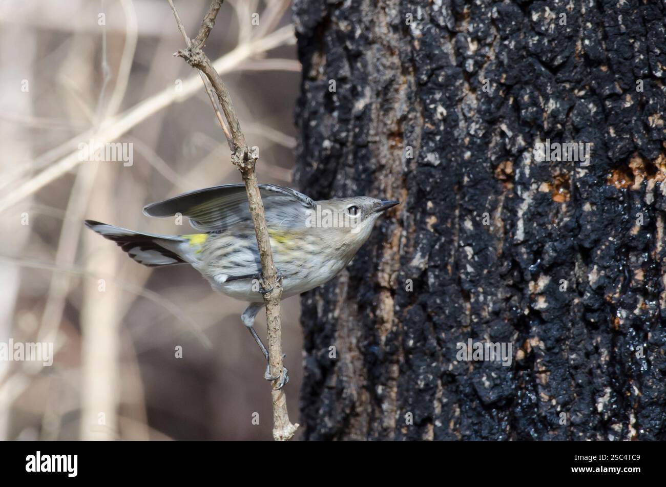 Gelbbauchsäckchen, Setophaga coronata, auf der Suche nach Gelbbauchsäckchen, Sphyrapicus varius, Grünasche, Fraxinus pennsylvanica Stockfoto