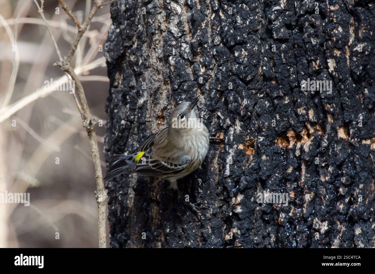 Gelbbauchsäckchen, Setophaga coronata, auf der Suche nach Gelbbauchsäckchen, Sphyrapicus varius, Grünasche, Fraxinus pennsylvanica Stockfoto