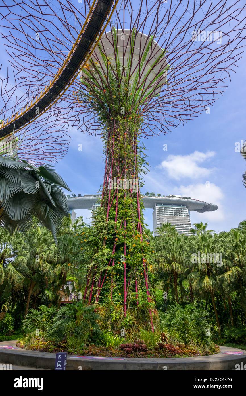 Die genialen vertikalen Gärten des Supertree Grove in Singapurs Gardens by the Bay Stockfoto