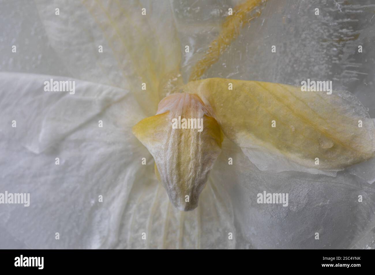 WA28112-00...WASHINGTON - gefrorene zarte weiße Orchideenblüte. Stockfoto