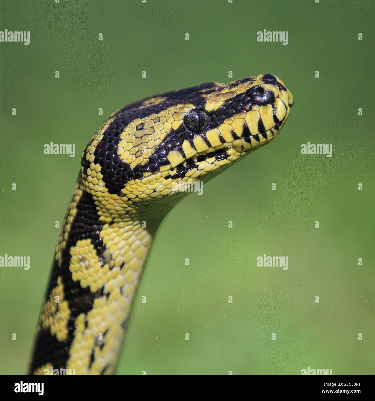 Carpet Python Close-up: Detailgetreues Bild einer Teppichpython mit strukturierten Schuppen und intensivem Blick, ideal für Reptilienliebhaber. Stockfoto