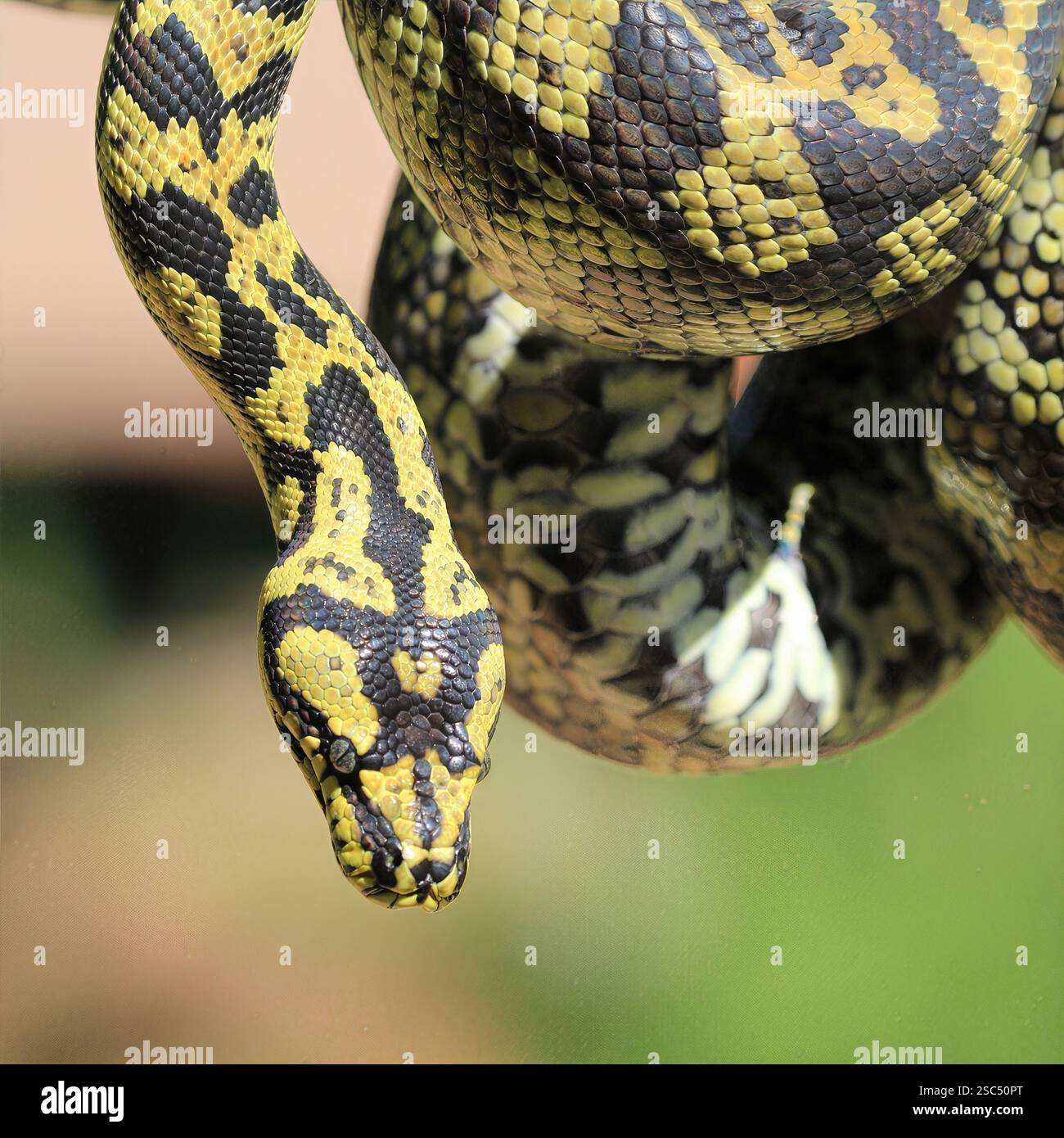 Carpet Python Close-up: Detailgetreues Bild einer Teppichpython mit strukturierten Schuppen und intensivem Blick, ideal für Reptilienliebhaber. Stockfoto