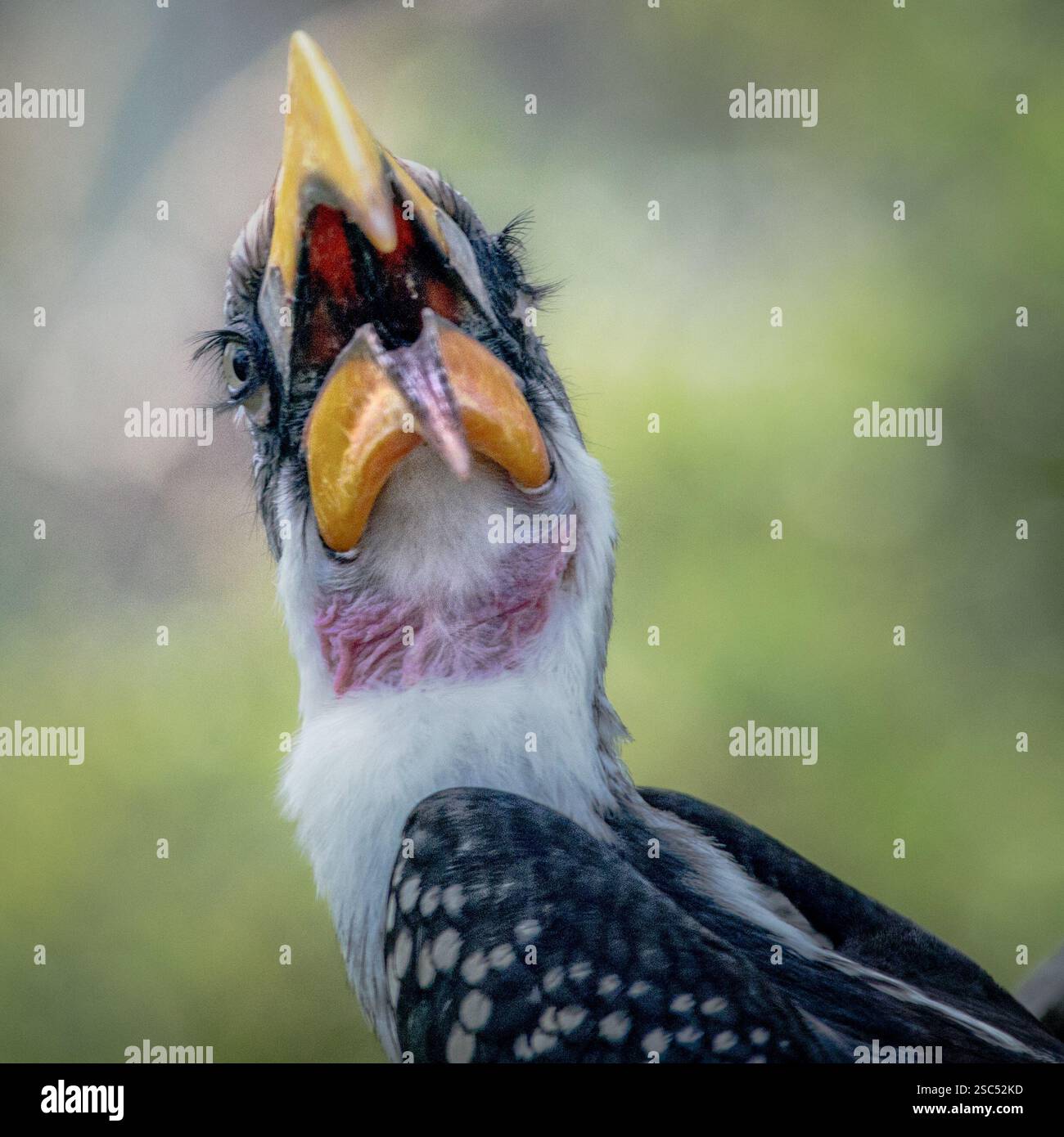 Nahaufnahme eines Südlichen Gelbschnabelschnabelschnabelschnabels (Tockus leucomelas) mit offenem Schnabel, der komplizierte Feder- und Schnabeldetails hervorhebt. Stockfoto Nahaufnahme eines Südlichen Gelbschnabelschnabelschnabelschnabels (Tockus leucomelas) mit offenem Schnabel, der komplizierte Feder- und Schnabeldetails hervorhebt. Stockfoto