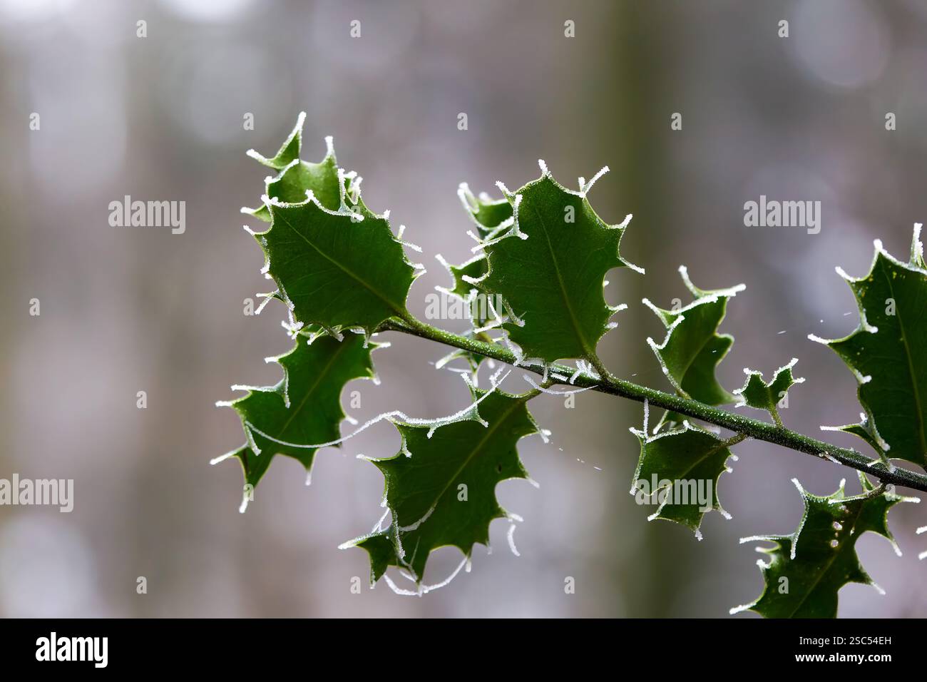 Ilex aquifolium, die stechpalme, die stechpalme, die englische stechpalme, die Europäische stechpalme, oder gelegentlich ist die weihnachtsbaumholzfamilie eine blühende Pflanzenart in der Familie Stockfoto