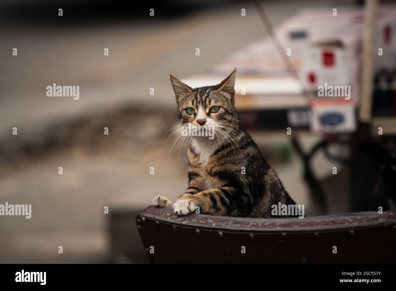 Eine Tabbykatze, die auf einem Felsvorsprung sitzt und direkt in die Kamera blickt. Stockfoto