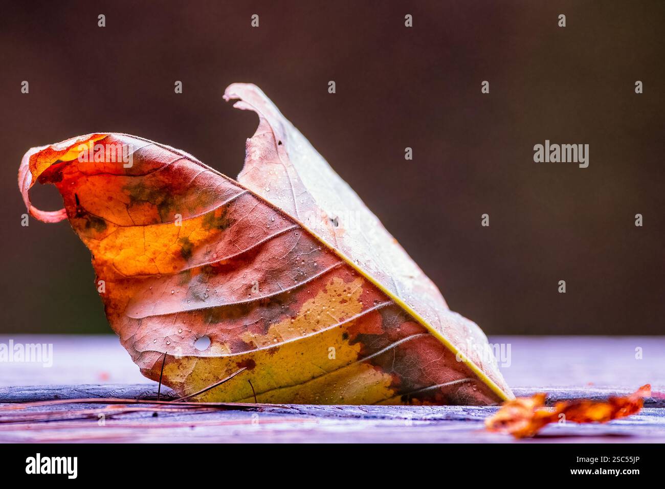 Ein gewelltes Herbstblatt mit satten Orange- und Brauntönen liegt auf einer Holzoberfläche, die vor einem weichen, unscharfen Hintergrund von Tau glitzert. Stockfoto