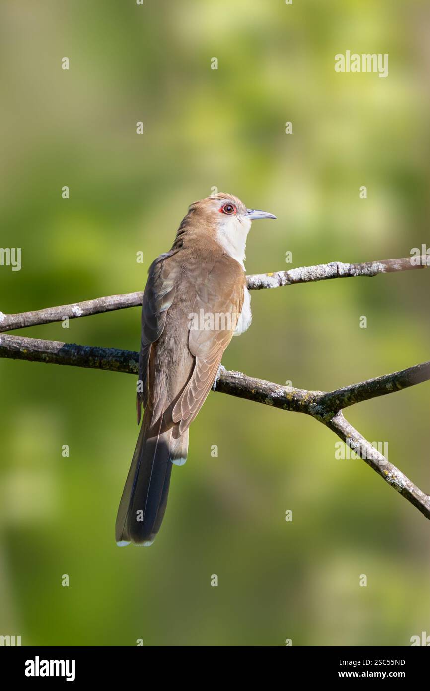 Ein Schwarzschnabelkuckuck, der auf einem Baumzweig thront. Der rote Ring um sein Auge hebt sich von seinen braunen und weißen Federn ab. Weiches Grün des Waldes Stockfoto