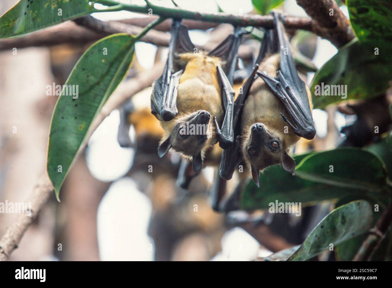 Fledermäuse hängen kopfüber von einem Baumzweig umgeben von grünen Blättern in einer natürlichen Umgebung. Stockfoto