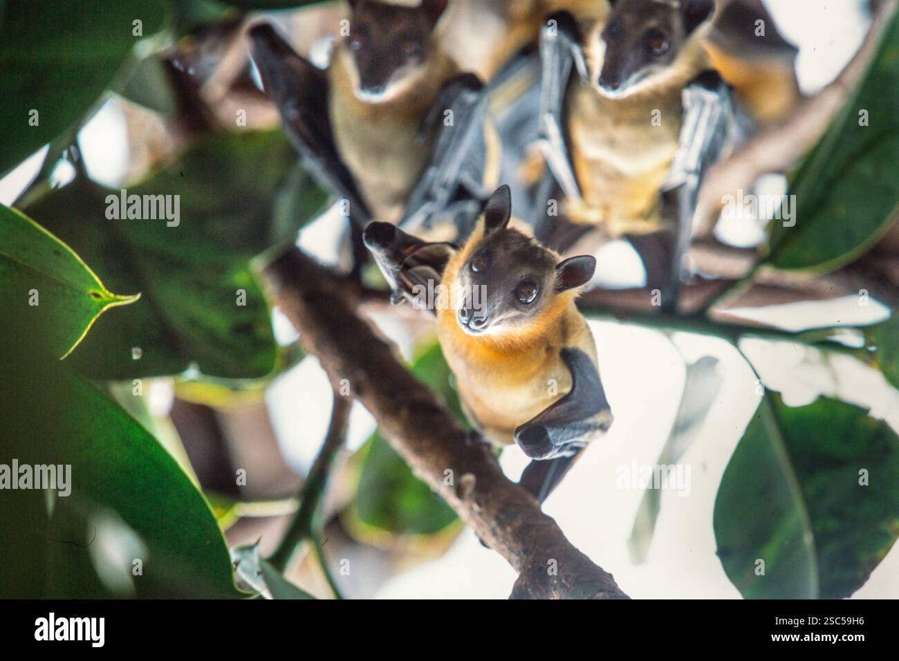Fledermäuse hängen an einem Zweig in einem Baum, umgeben von grünen Blättern. Stockfoto