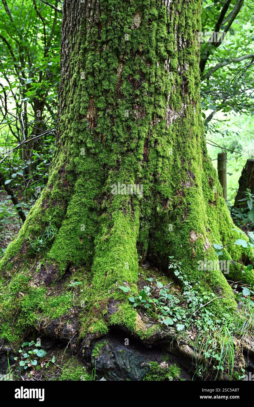 Moosbedeckter Eichenstamm Stockfoto