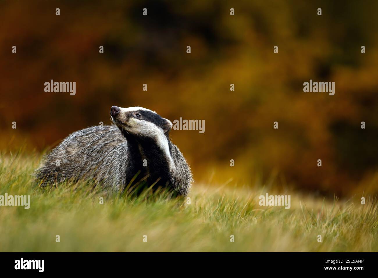 Niedlicher Dachs, der auf einer Wiese mit Herbstfarben läuft. Stockfoto