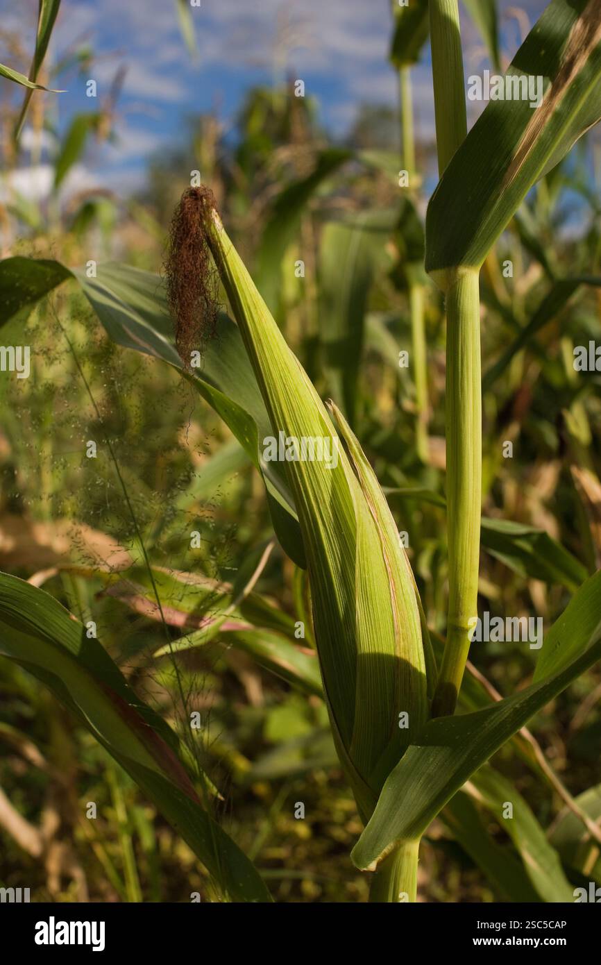 MAKEFU VILLAGE, IDODI DIVISION, IRINGA TANSANIA, Mai 2008: Reifung von Maiskolben am Stamm. Stockfoto